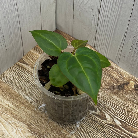 Anthurium Purple Crystallinum - B TC