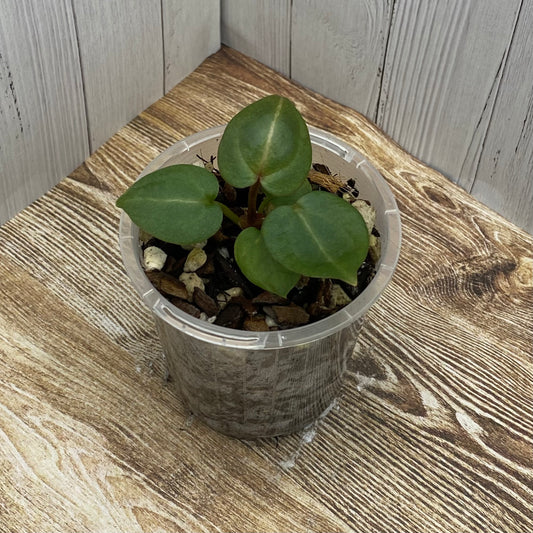 Anthurium Purple Crystallinum - D TC