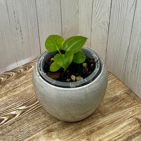 Anthurium Purple Crystallinum - E TC