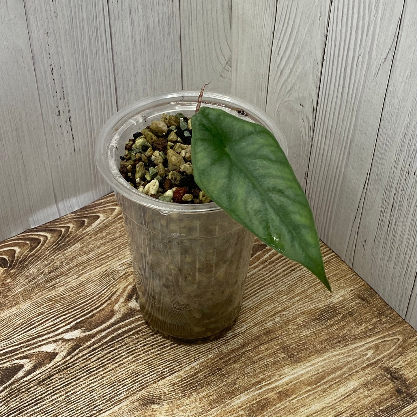 Alocasia Dragon’s Breathe - E