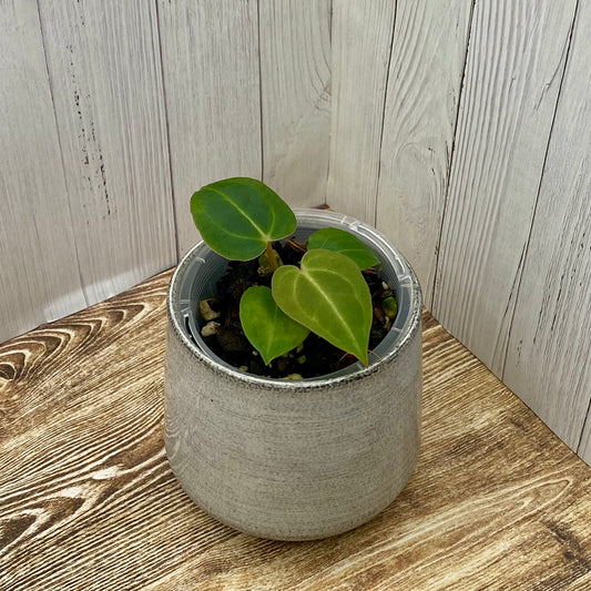 Anthurium Red Crystallinum - E TC