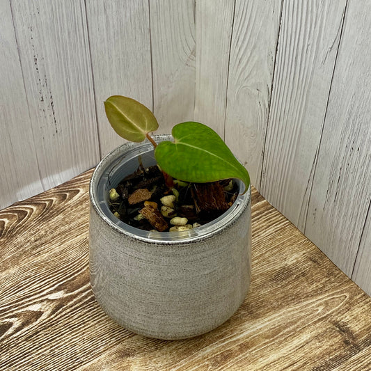 Anthurium Red Crystallinum - F TC