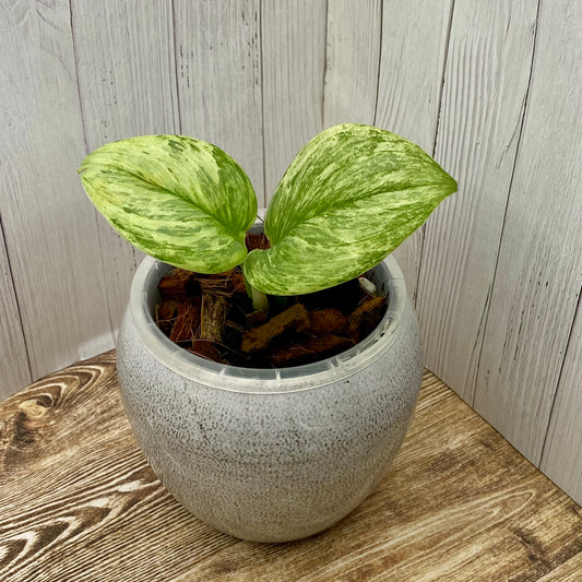 Scindapsus Treubii ‘Moonlight Marble’ Variegated