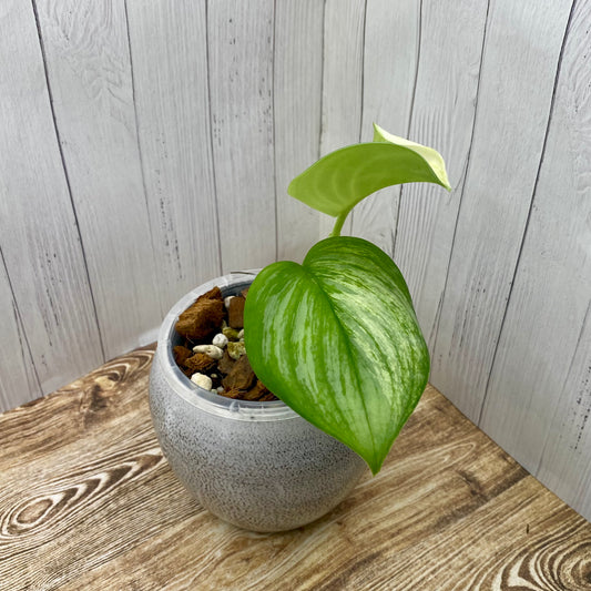 Scindapsus Treubii ‘Moonlight Marble’ Variegated - B
