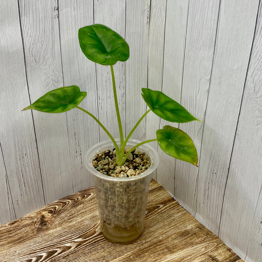 Alocasia Dragon Scale - Small - Kids Project