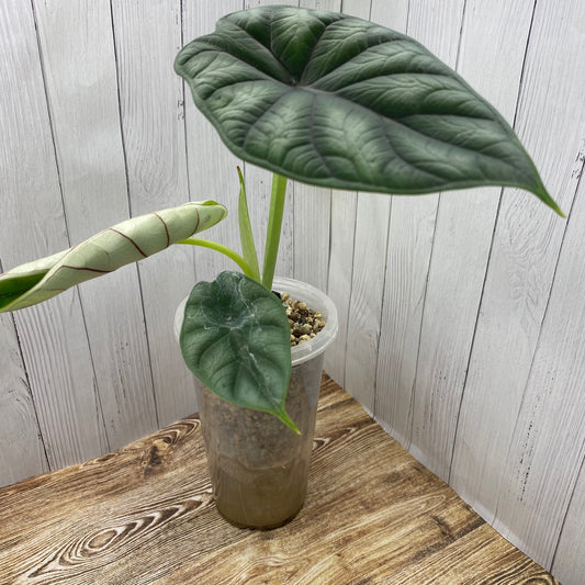 Alocasia Dragon Scale - Large - Kids Project