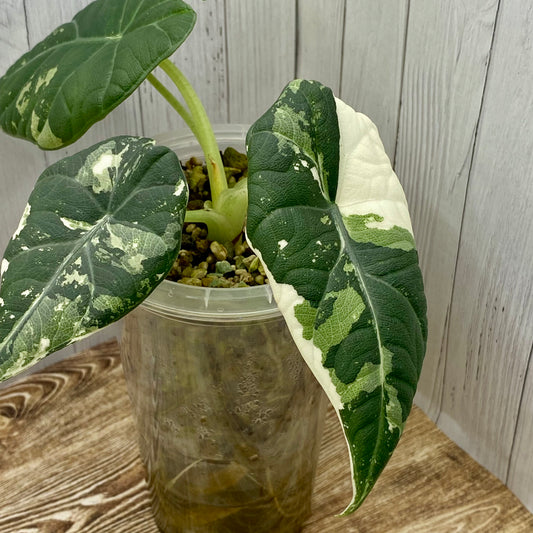 Alocasia Maharani Albo Variegated