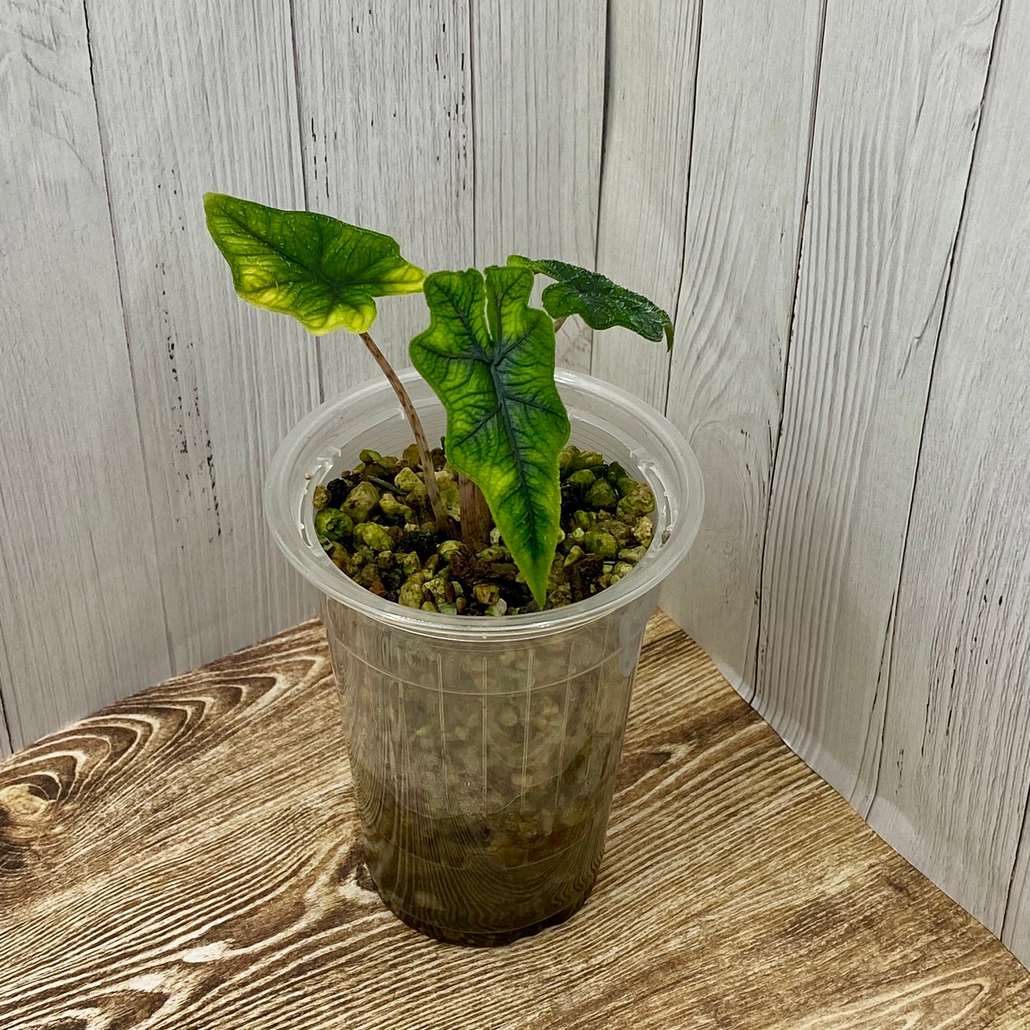 Alocasia Jacklyn - A/C