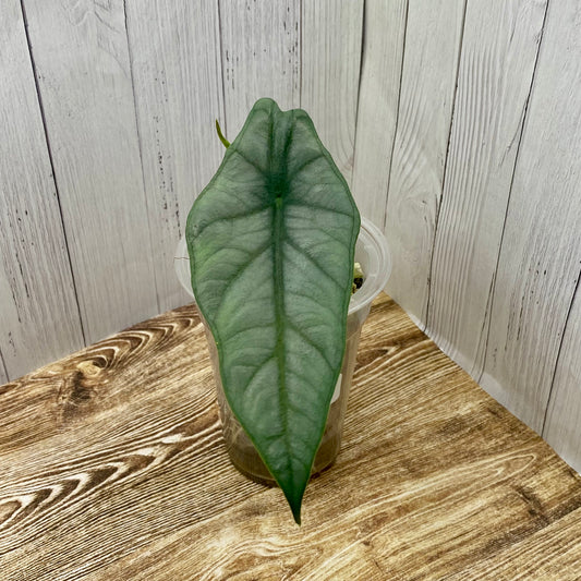 Alocasia Dragon’s Breathe - F