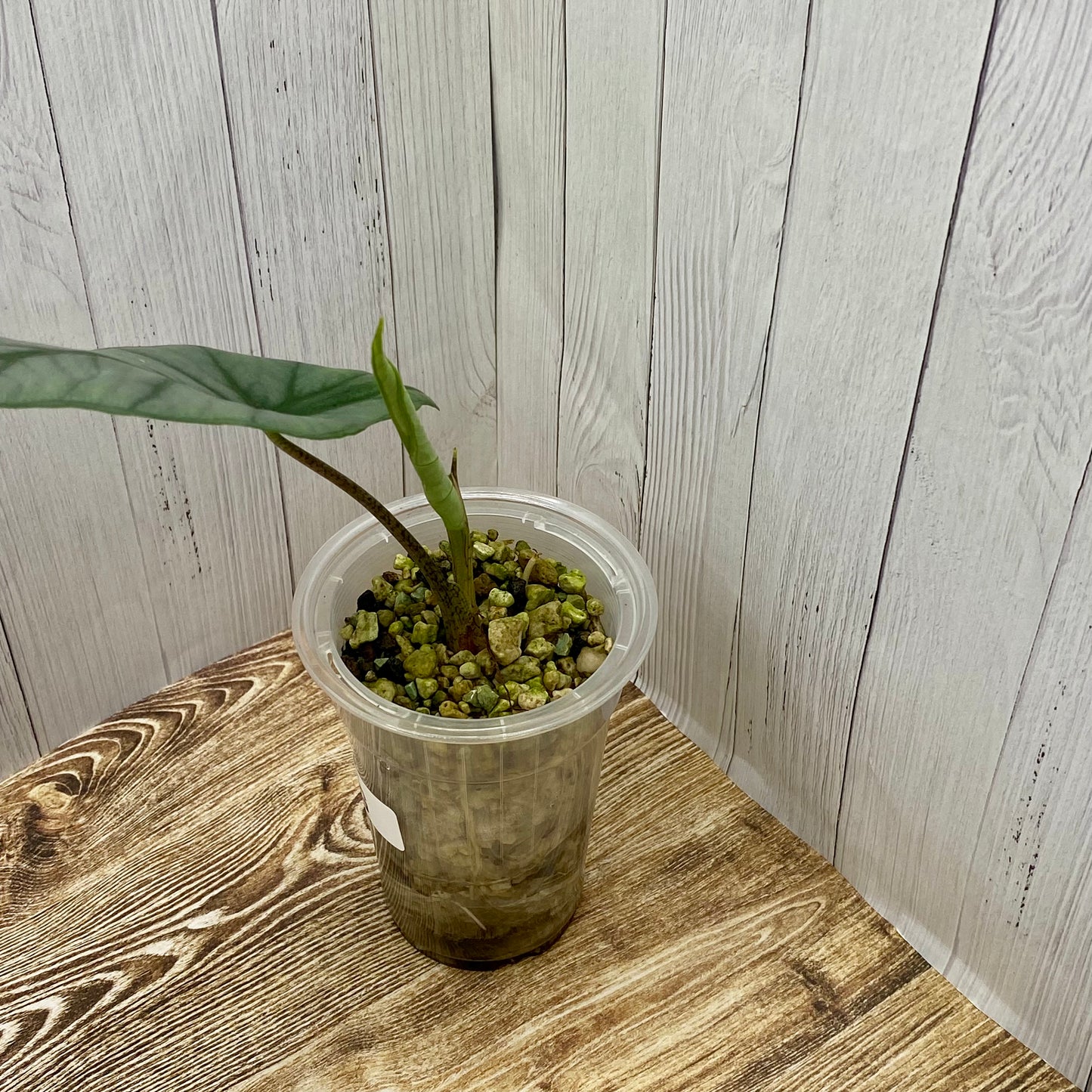 Alocasia Dragon’s Breathe - G