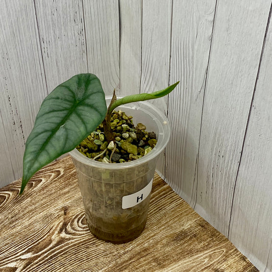 Alocasia Dragon’s Breathe - H