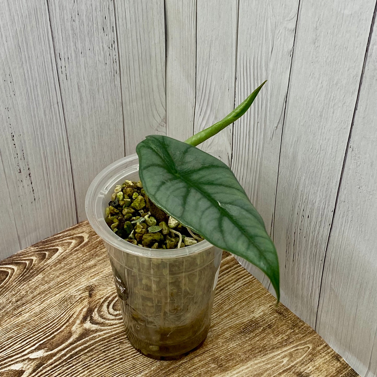 Alocasia Dragon’s Breathe - H