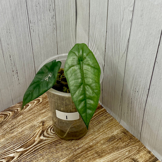 Alocasia Dragon’s Breathe - I