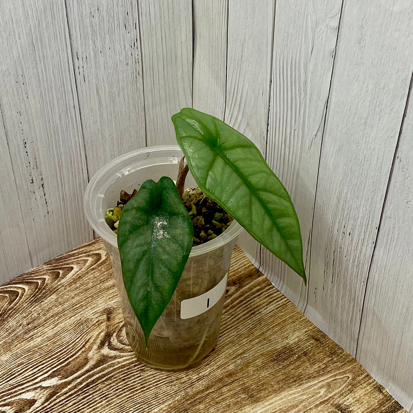 Alocasia Dragon’s Breathe - I