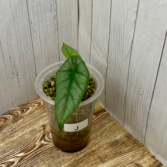 Alocasia Dragon’s Breathe - J