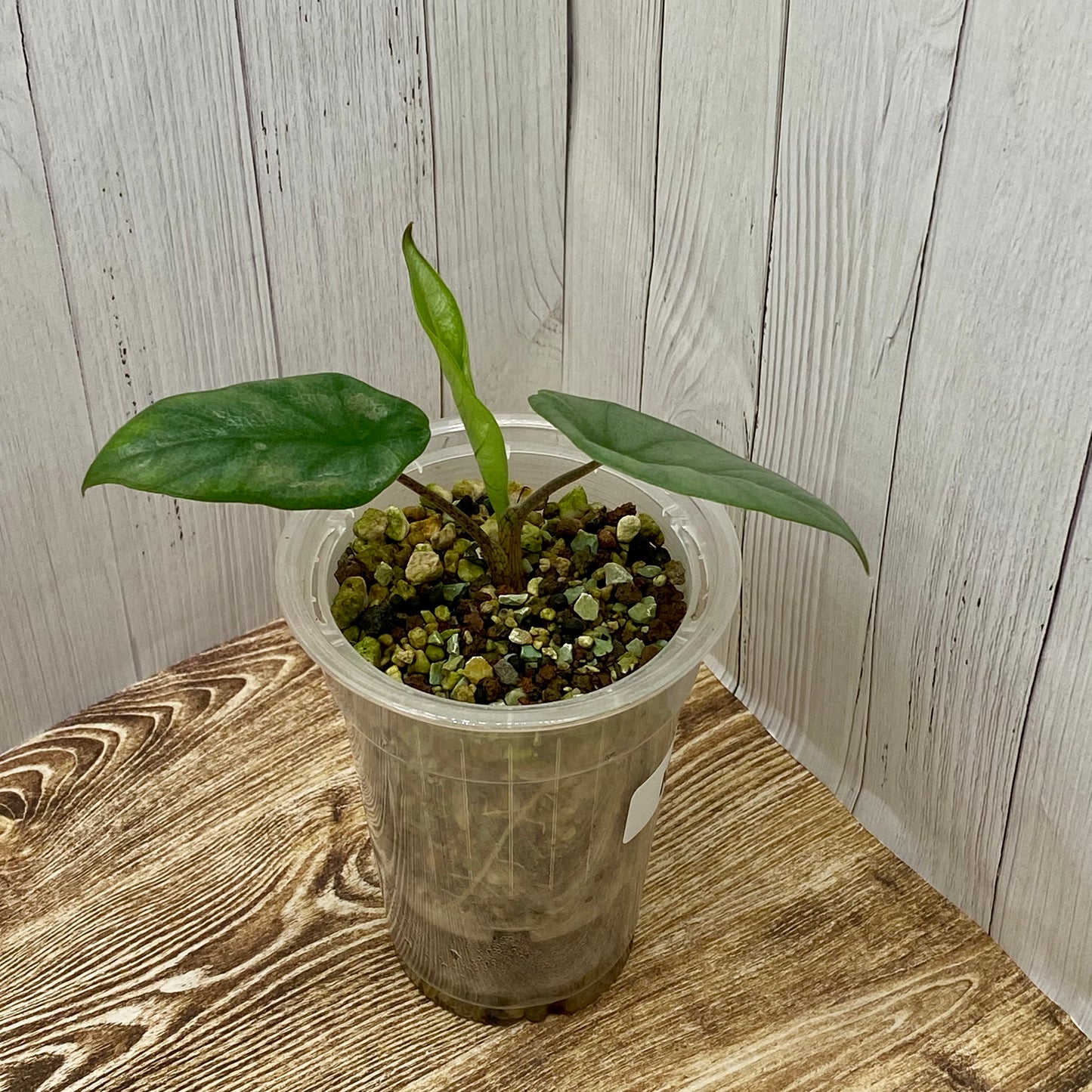 Alocasia Dragon’s Breathe - K