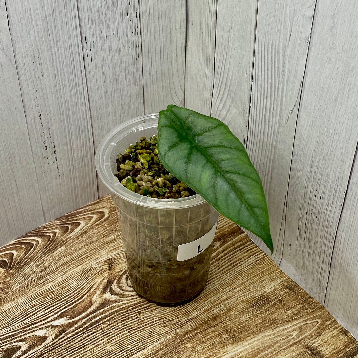 Alocasia Dragon’s Breathe - L