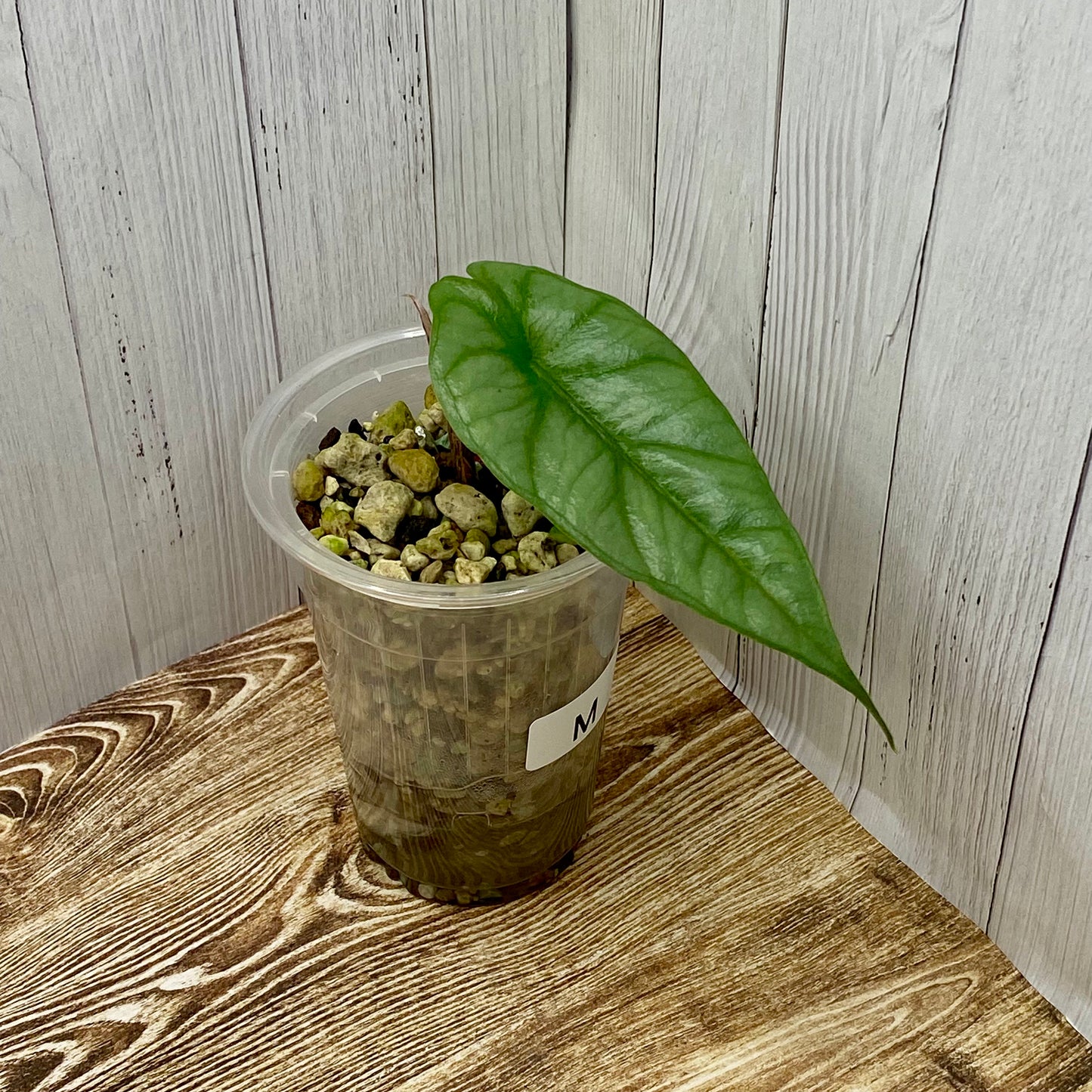 Alocasia Dragon’s Breathe - M