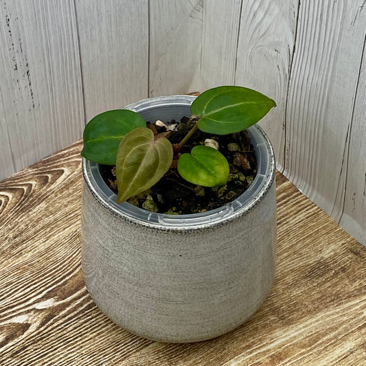 Anthurium Purple Crystallinum - G TC