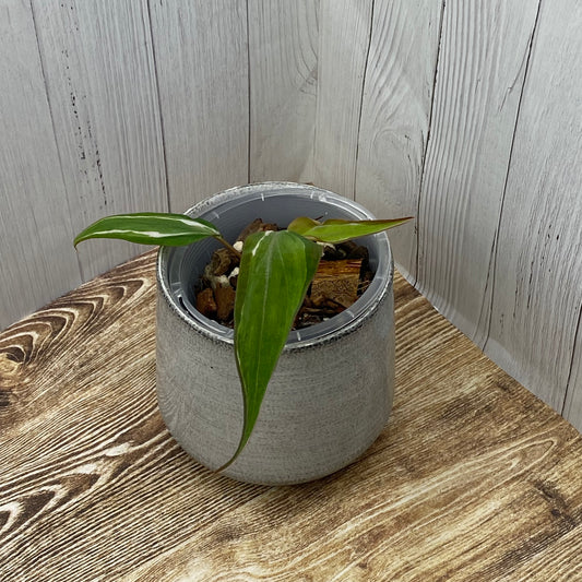 Philodendron Halo Velvet Micans Variegated - E