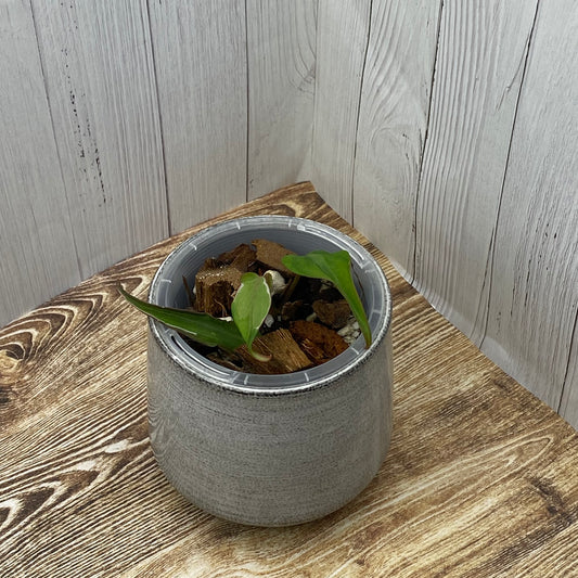 Philodendron Halo Velvet Micans Variegated - G