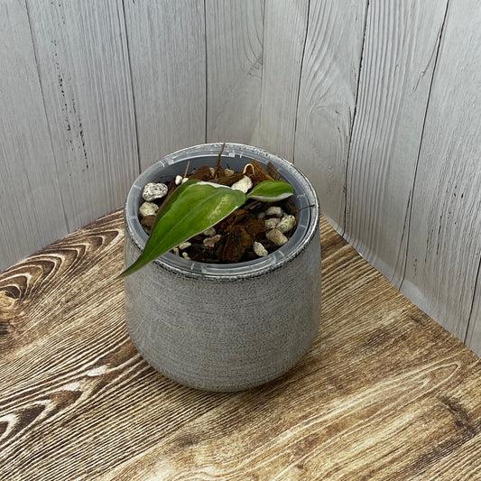 Philodendron Halo Velvet Micans Variegated - H