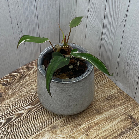 Philodendron Halo Velvet Micans Variegated - K