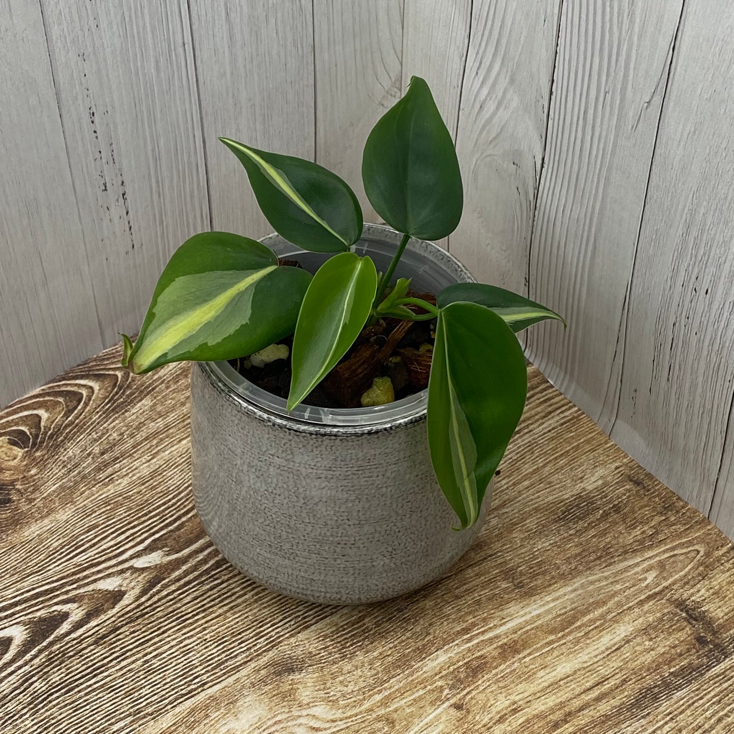 Philodendron Cream Splash