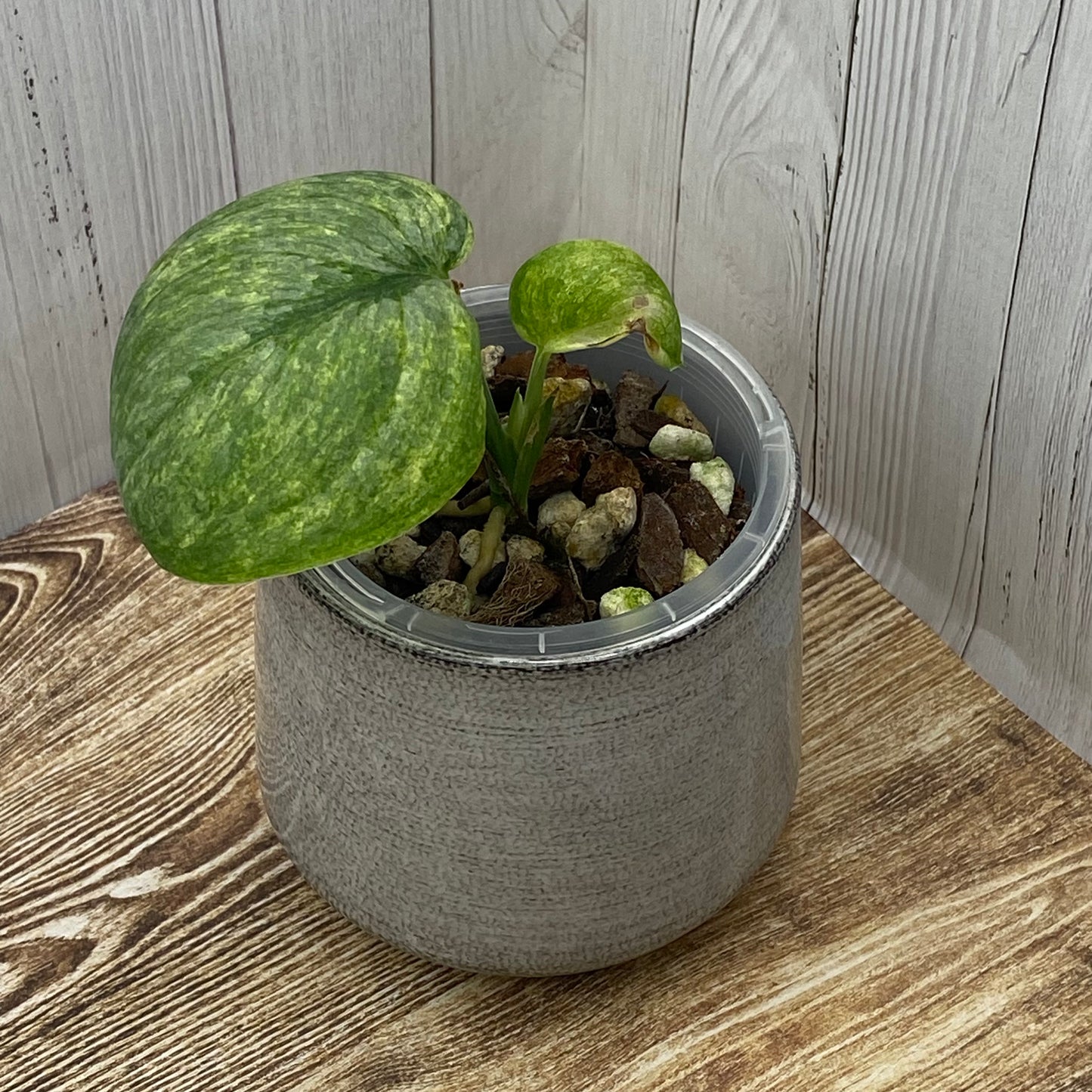 Scindapsus Blue Silver Splash ‘Nagara’