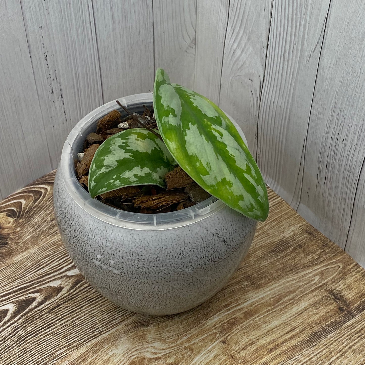 Scindapsus Black Mamba