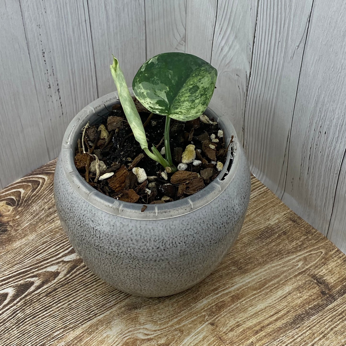 Scindapsus Jade Satin Marble