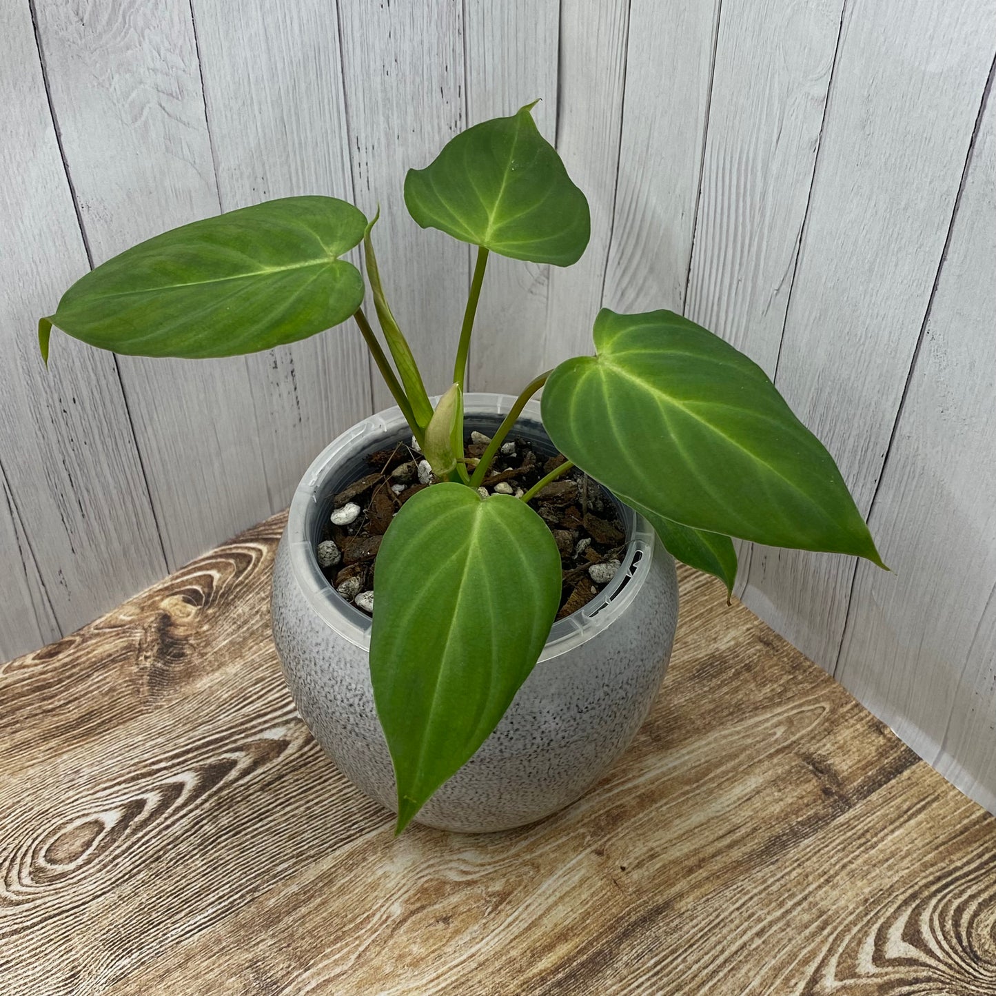 Philodendron Zeus