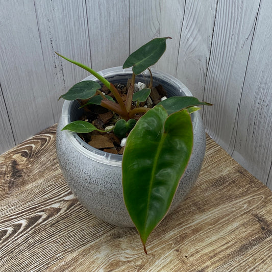 Philodendron Billietiae - F