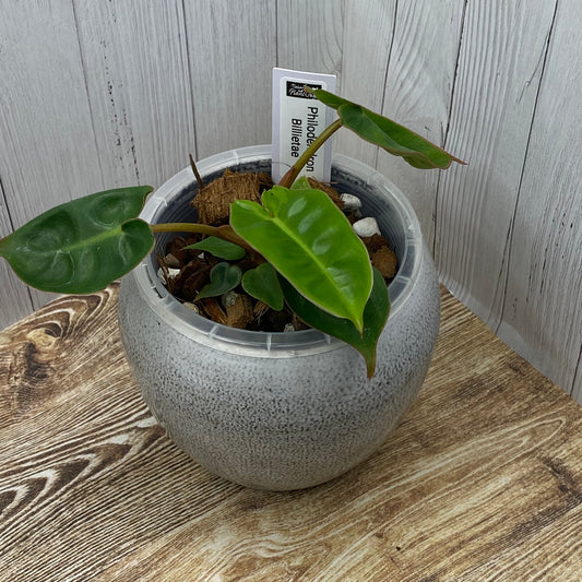 Philodendron Billietiae - E