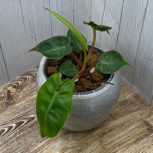 Philodendron Billietiae - G