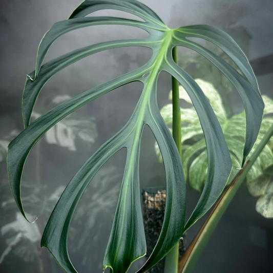 Monstera Burle Marx Flame - B