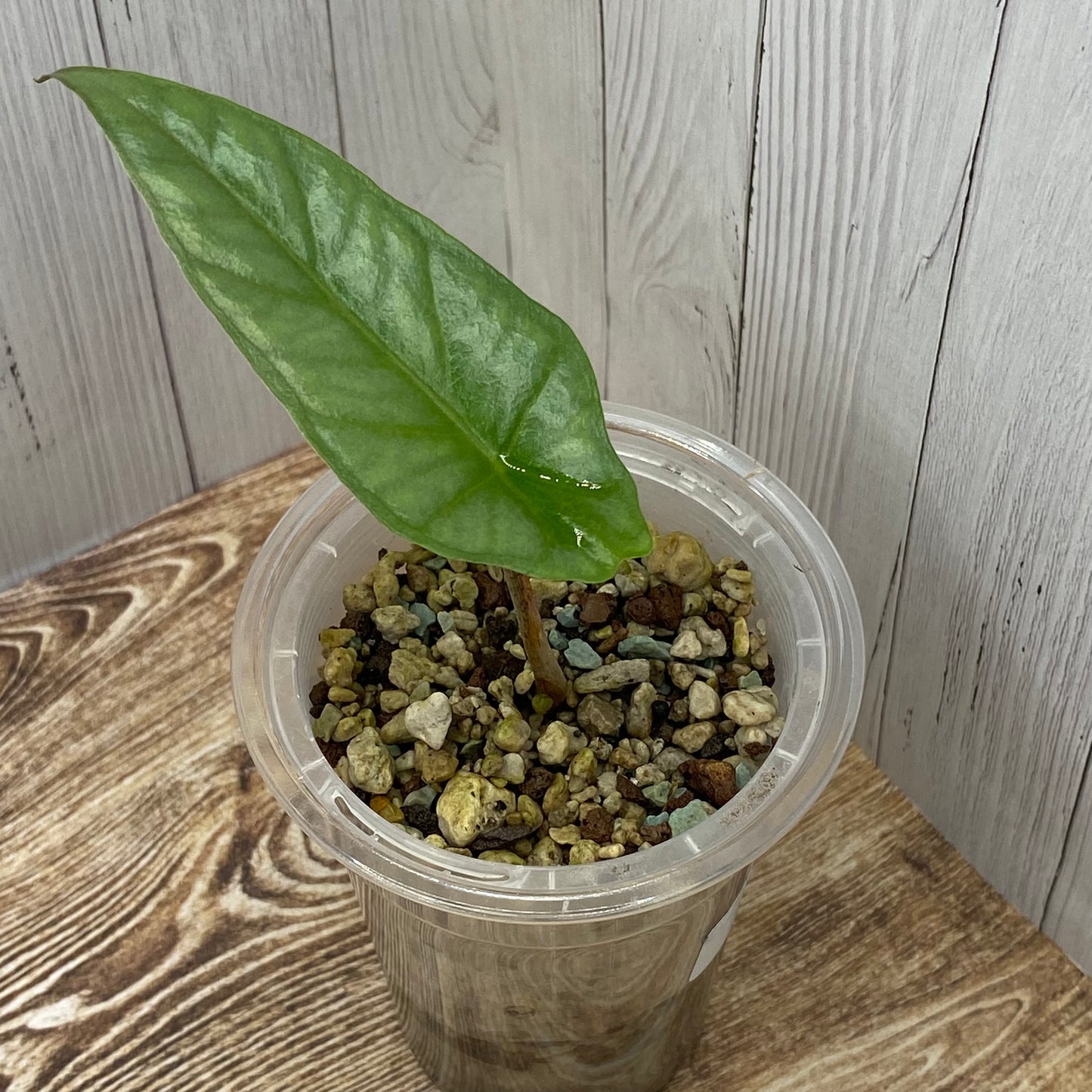 Alocasia Dragon’s Breathe - P