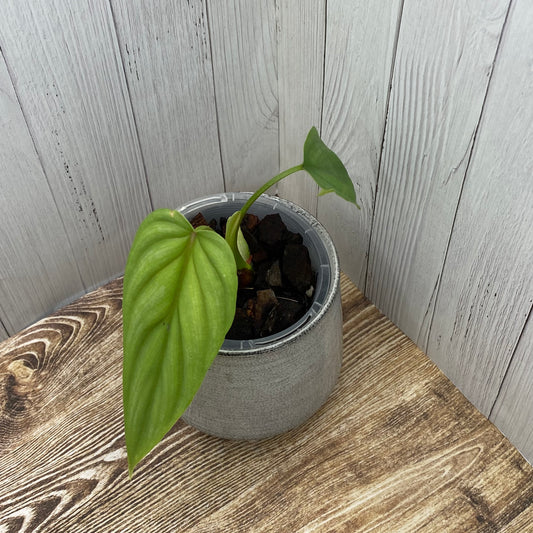 Philodendron Plowmanii – Narrow Form (Dark Form) - C
