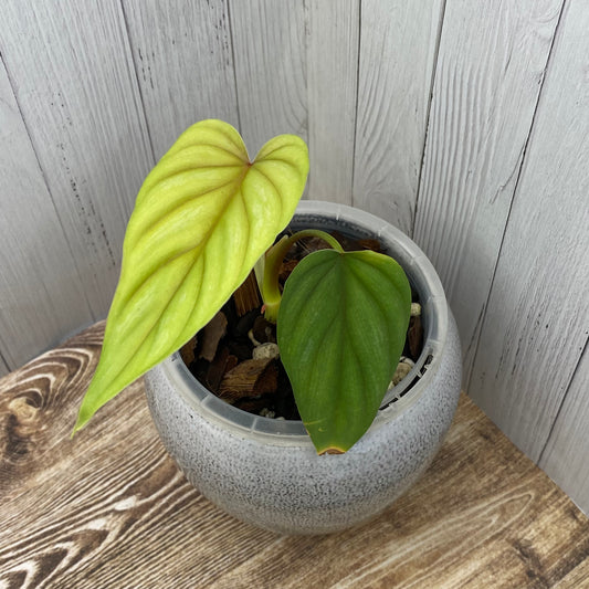Philodendron Plowmanii – Narrow Form (Dark Form) - D