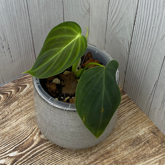 Philodendron Splendid - F
