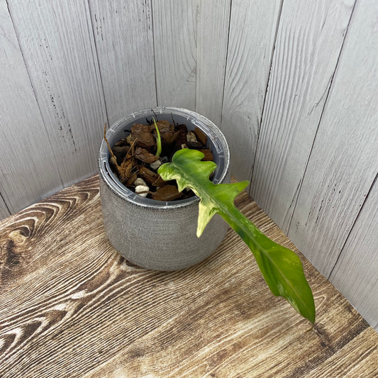Philodendron Florida Beauty × Tortum Variegated