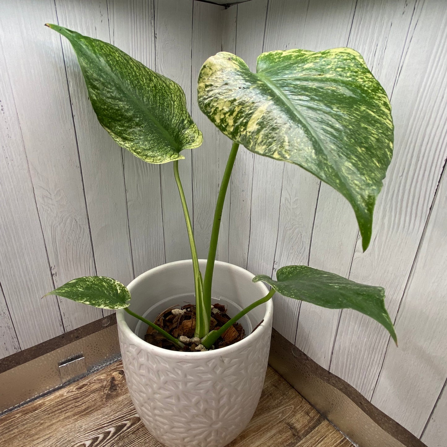 Monstera Deliciosa Mint (White Mint)