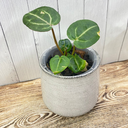 Anthurium Wonder Boy × Michelle - D (TC)