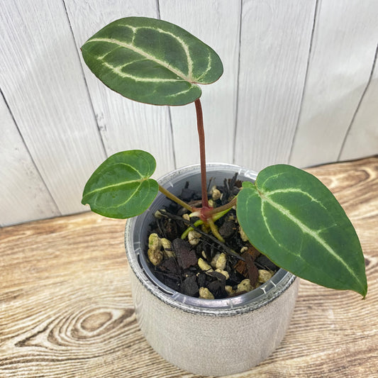 Anthurium Wonder Boy × Michelle - E TC