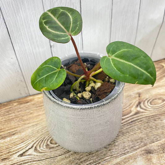 Anthurium Wonder Boy × Michelle - F TC