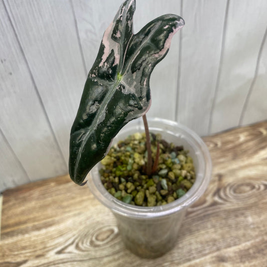 Alocasia Pink Nobilis - G