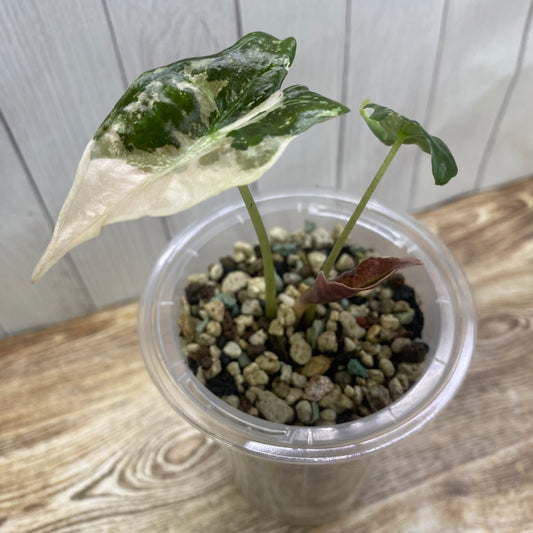 Alocasia Pink Nobilis - H