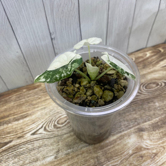 Alocasia Melo Albo Variegated