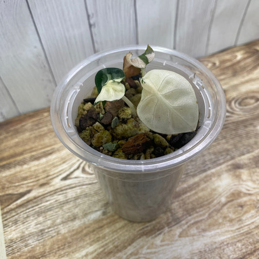 Alocasia Heart Balloon Pink Variegated - C