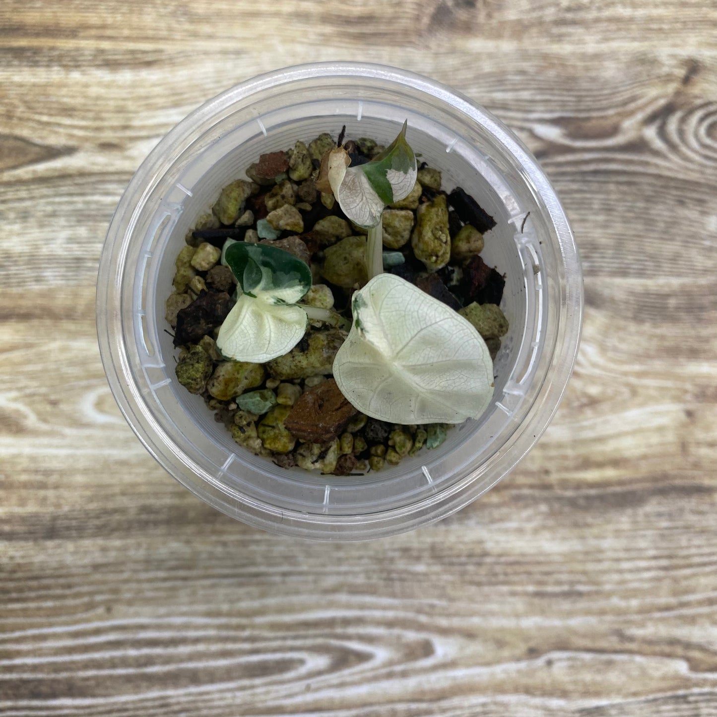 Alocasia Heart Balloon Pink Variegated - C